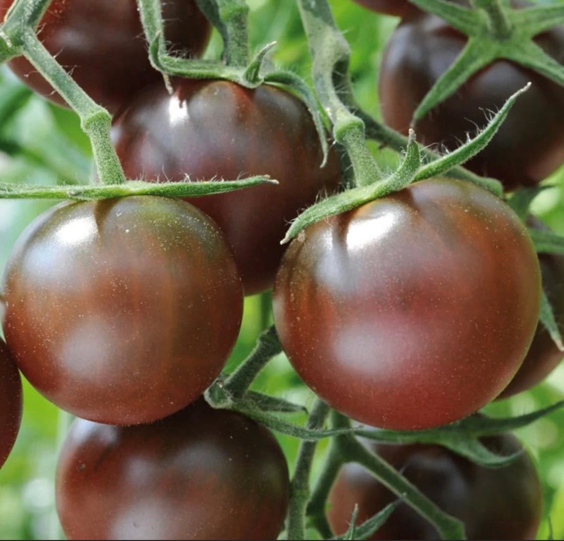 Chocolate cherry tomato plant
