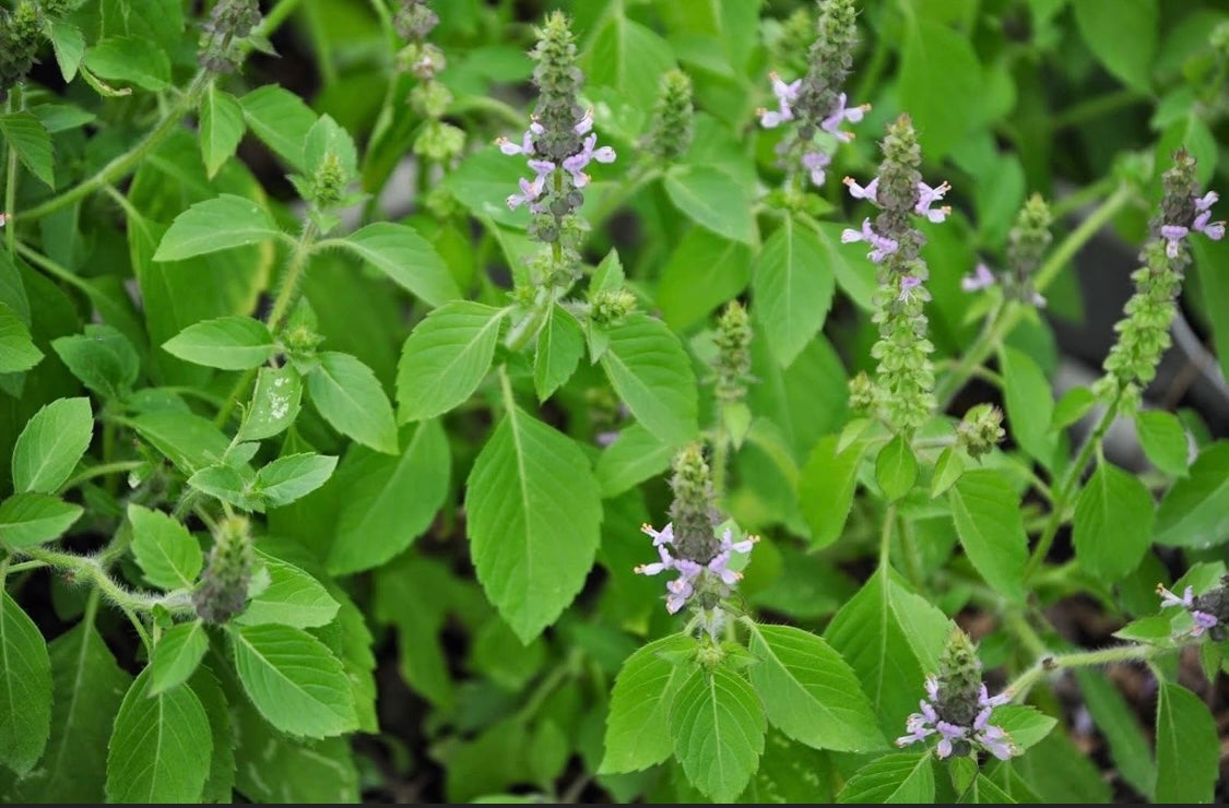 Holy basil plant