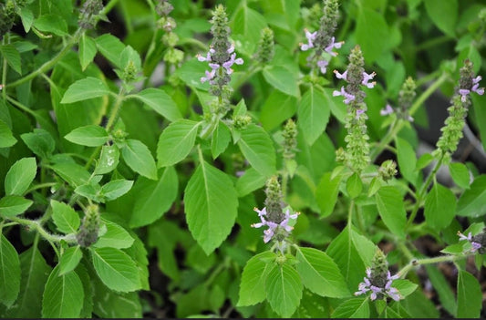 Holy basil plant