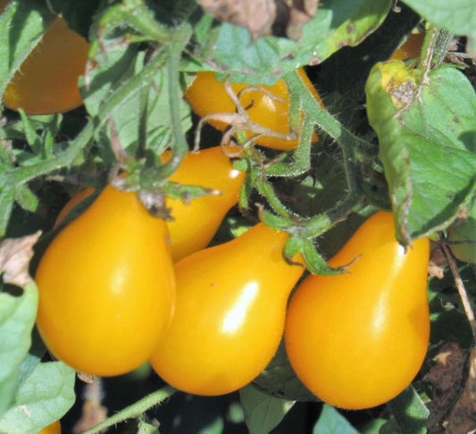 Yellow pear tomato plant