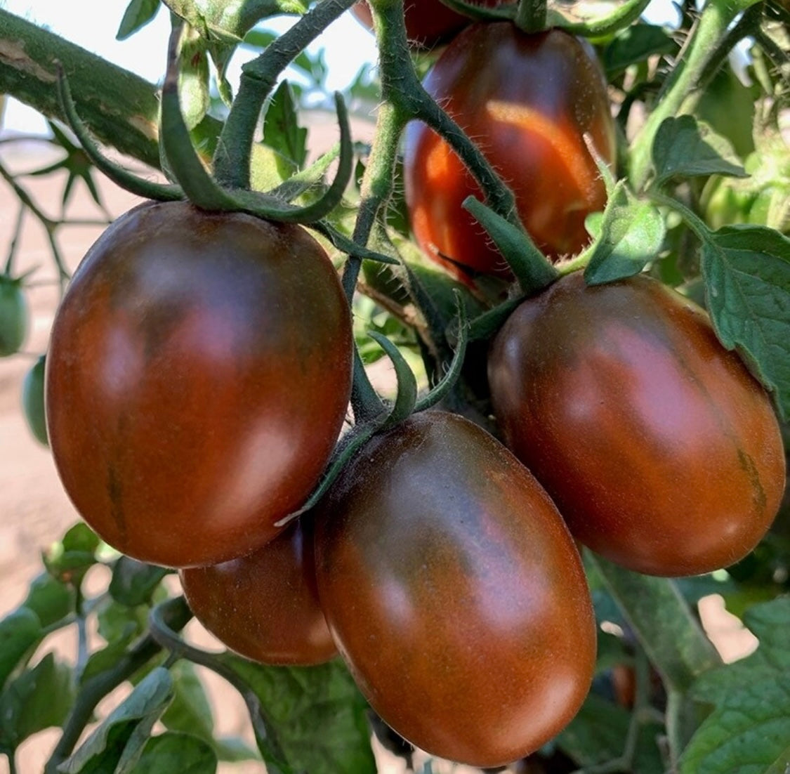 Black plum tomato plant