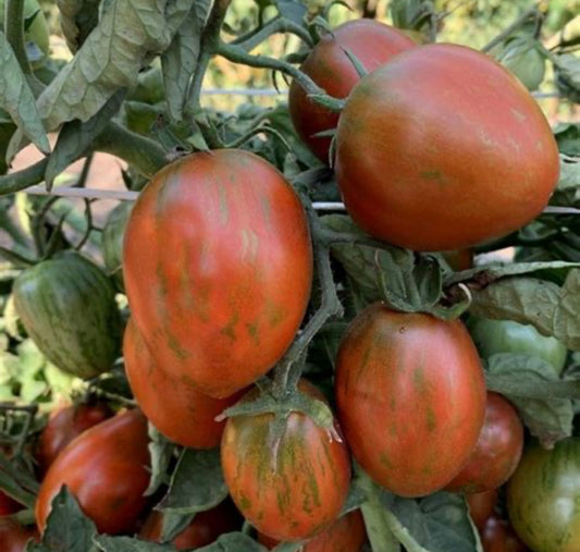 Audrey’s love dwarf tomato plant