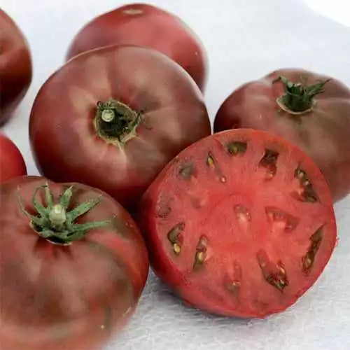 Carbon tomato plant