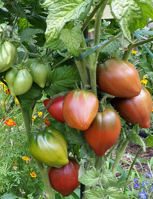 Purple heart dwarf tomato