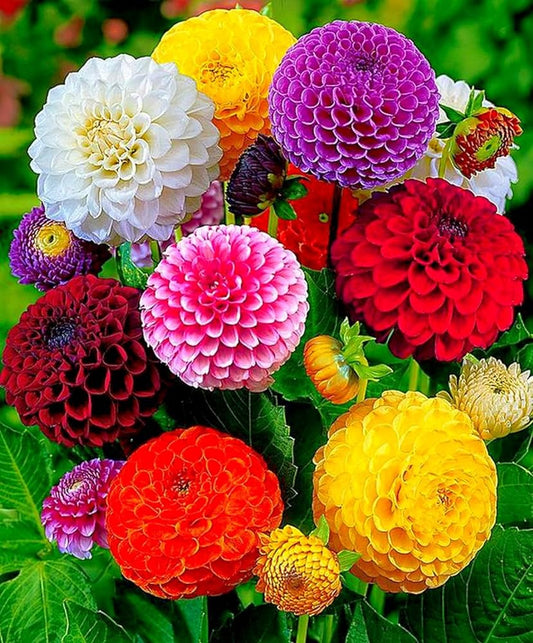 Dahlia plant, mixed colours