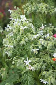 White borage plant
