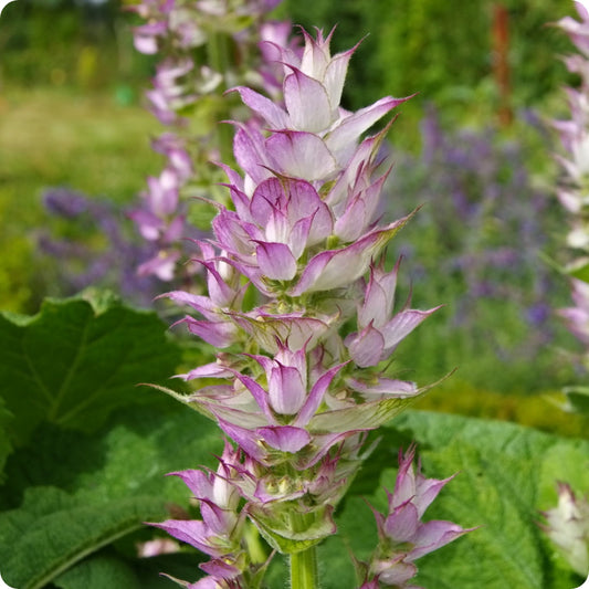 Clary Sage plant