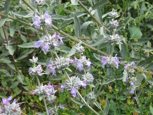White Sage