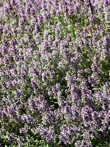 English Thyme plant