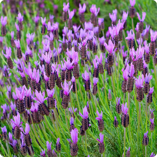 French Lavender Plant