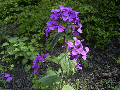 where to buy money tree seeds Honesty/Money plant seeds – Green Zebra Markets