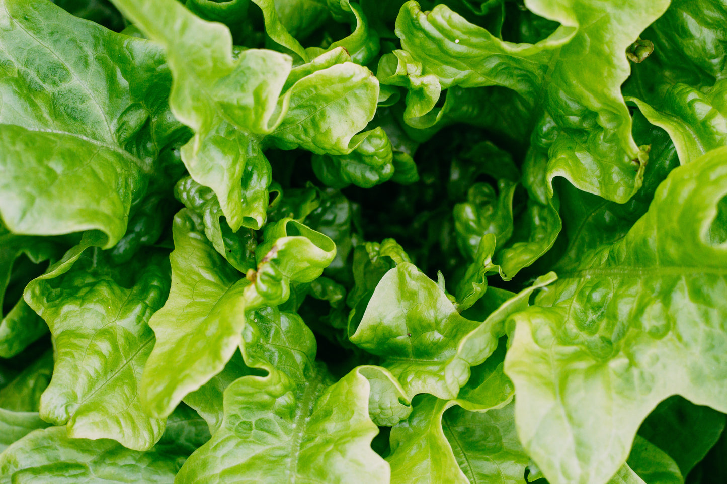 Sustainably Farmed Local Lettuce Mix