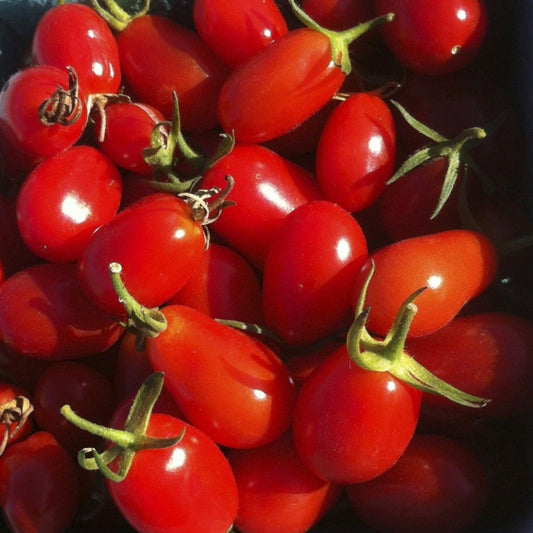Elfin Cherry Tomato