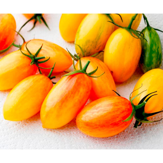 Blush Tiger Tomato seeds