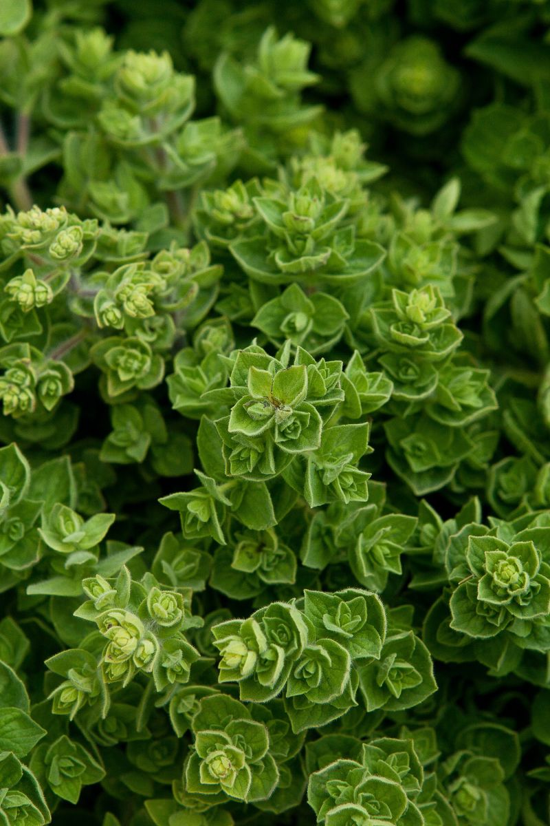 Oregano Plant