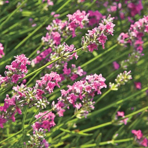 Pink Lavender Plant