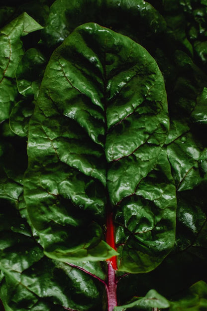 Rainbow Swiss Chard