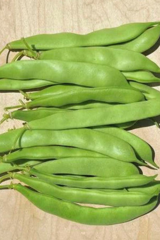 Taylor Horticultural Green Beans