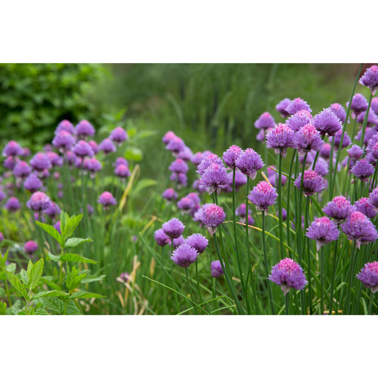 Chives