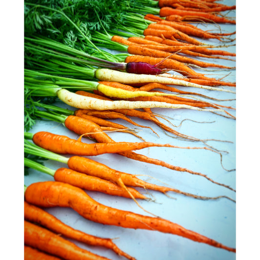 Rainbow Carrots | Buy Fresh From Green Zebra