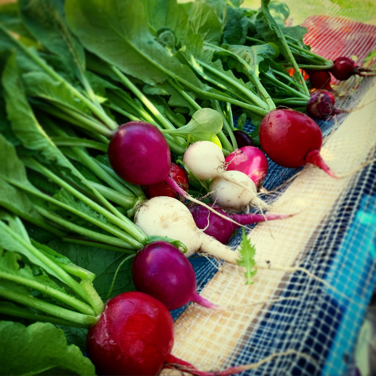 Easter Egg Radishes