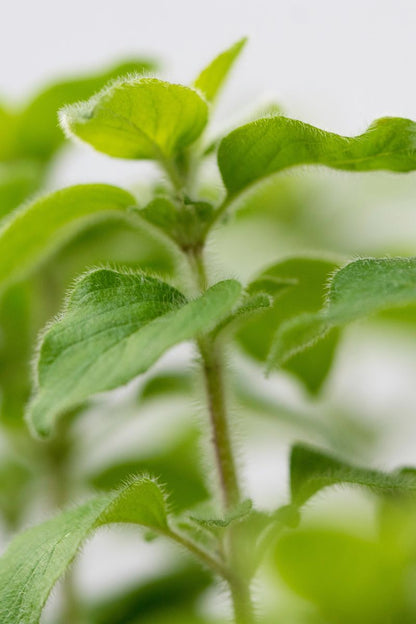 Oregano Plant